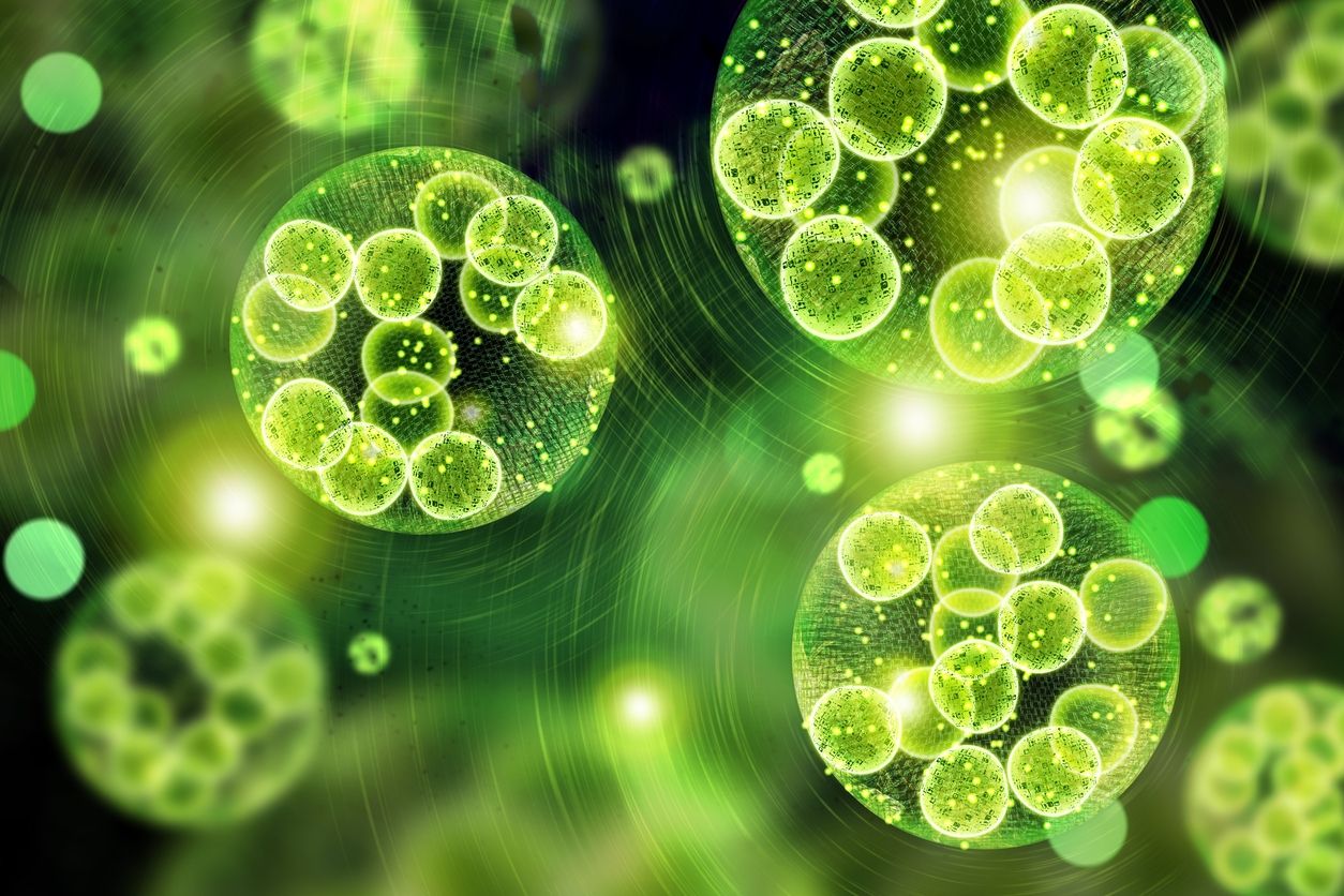 Algae bloom on the surface of a contaminated water reservoir