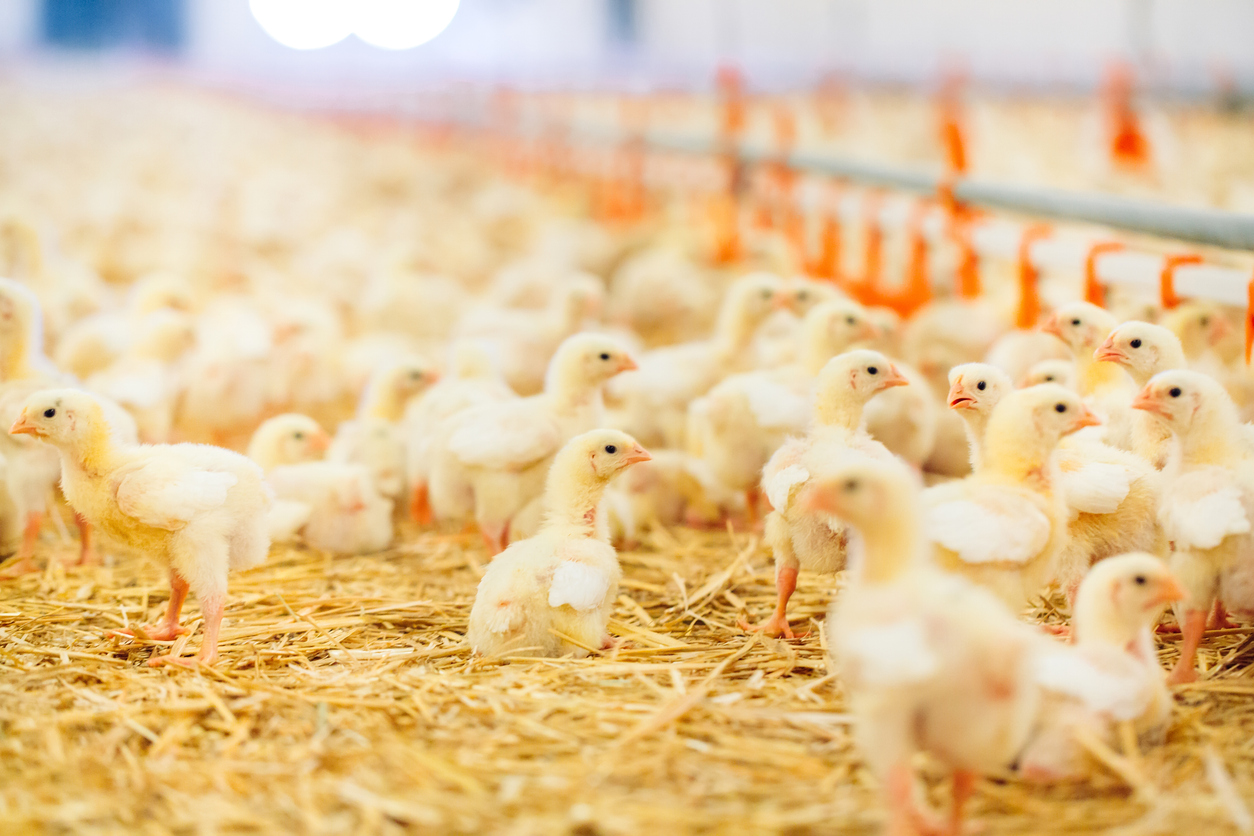 Poultry farm water treatment
